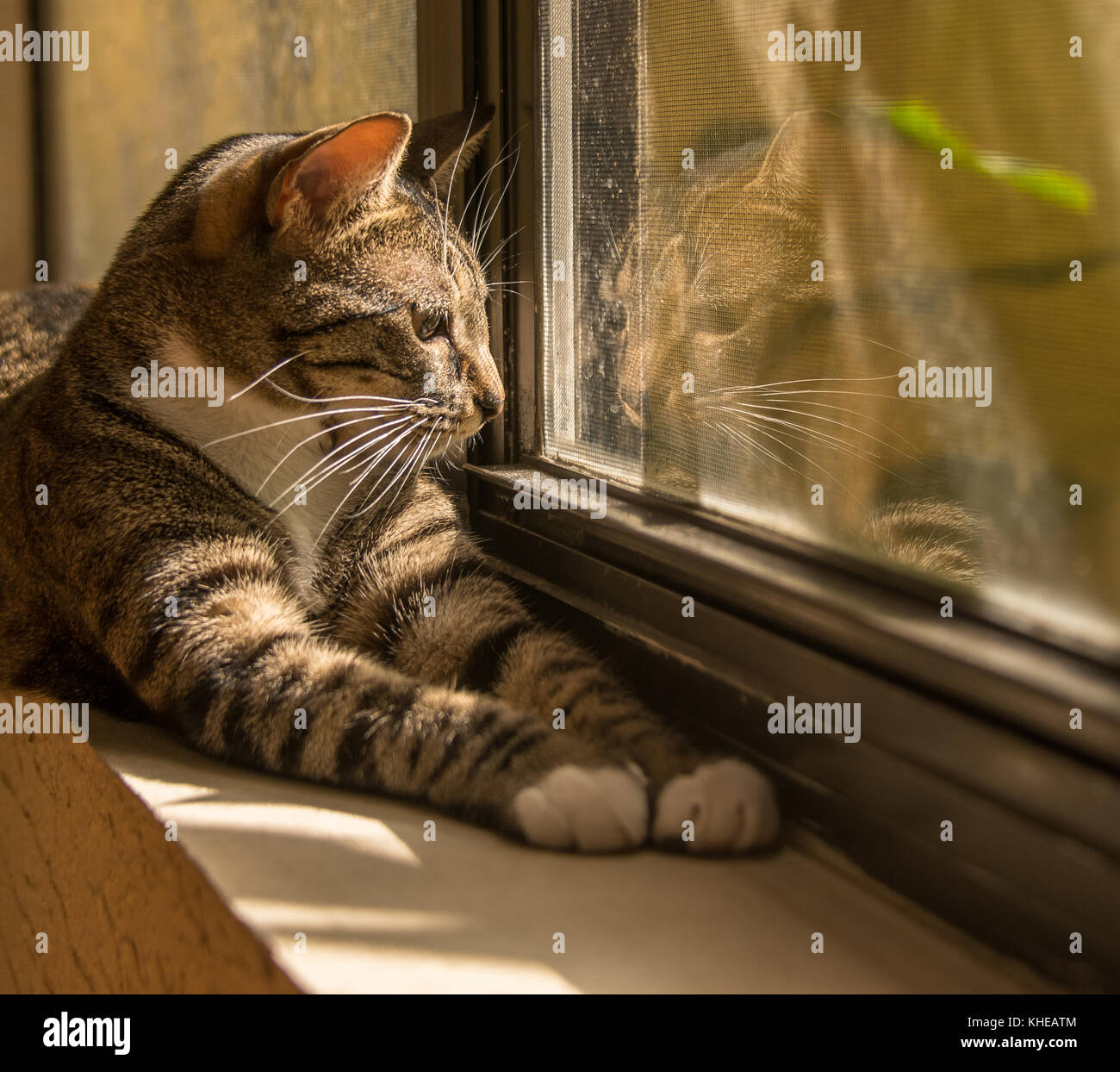 Cat Reflection In Window Stock Photo Alamy