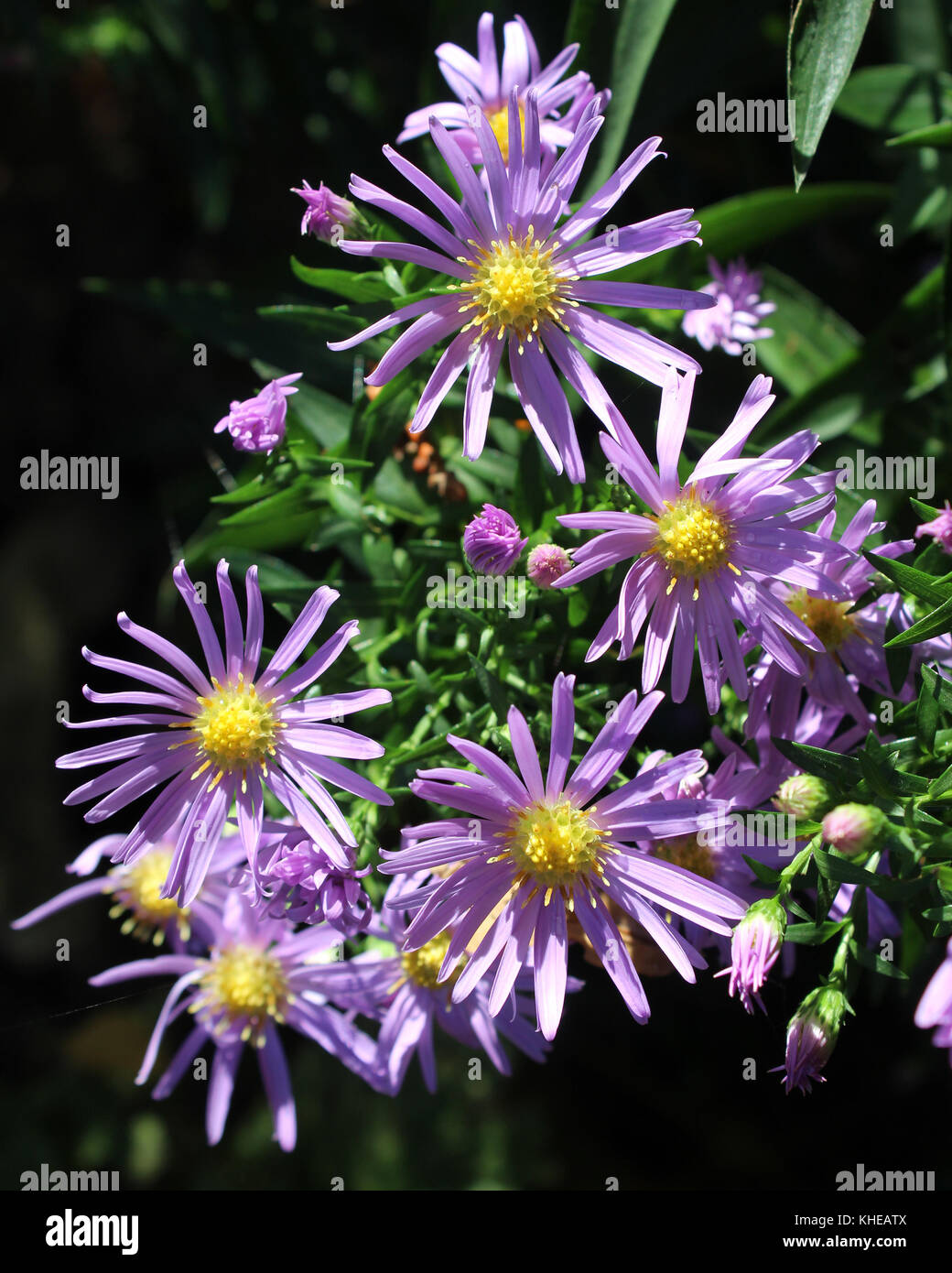 The lovely purple flowers of Symphyotrichum novi belgii, also known as the New York Aster or Michaelmas Daisy. Stock Photo