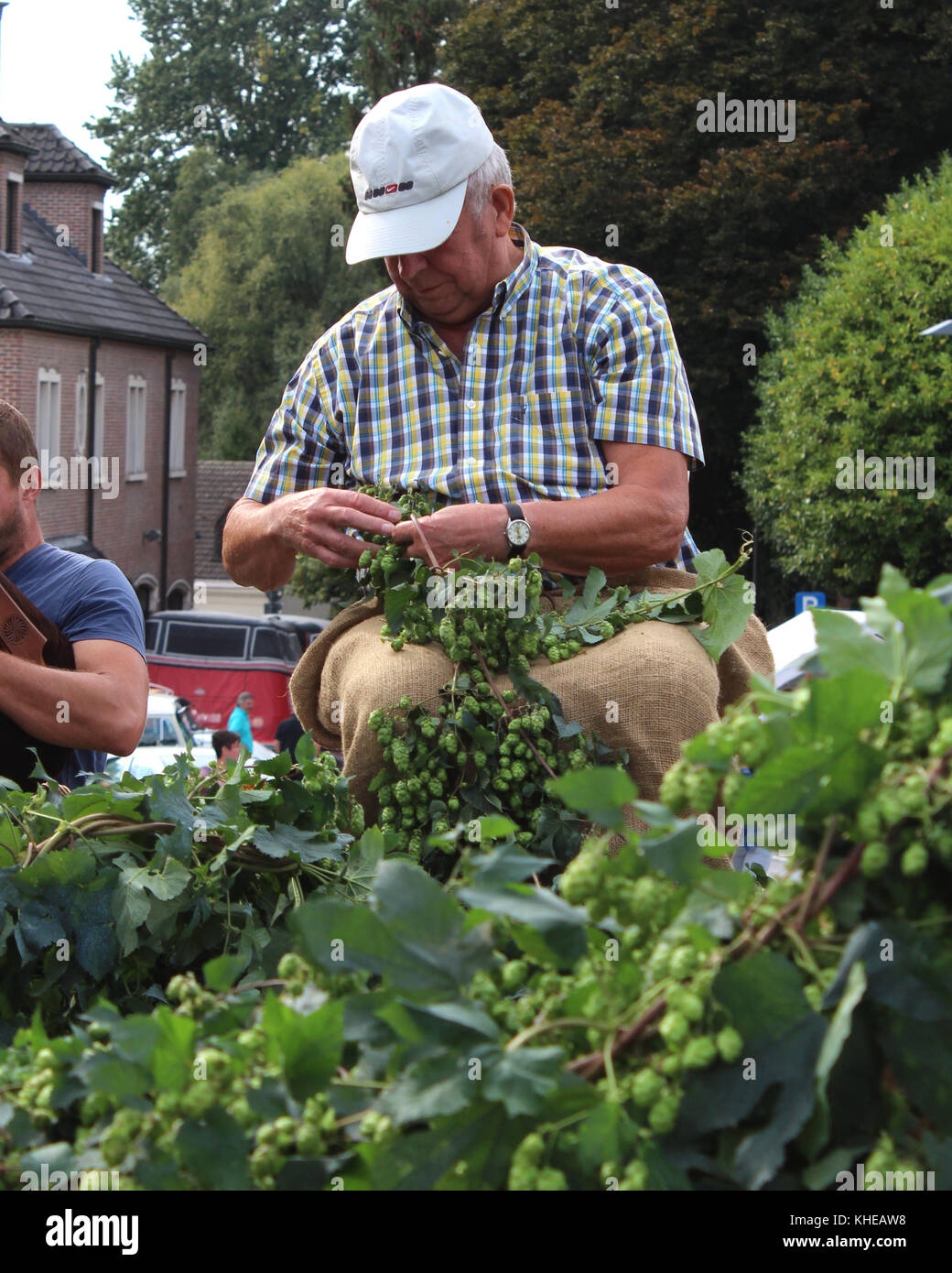 AALST, BELGIUM, SEPTEMBER 03 2017: Unknown male competitor, during the annual 'hop plucking' competition, in Meldert near Aalst in East Flanders. Stock Photo