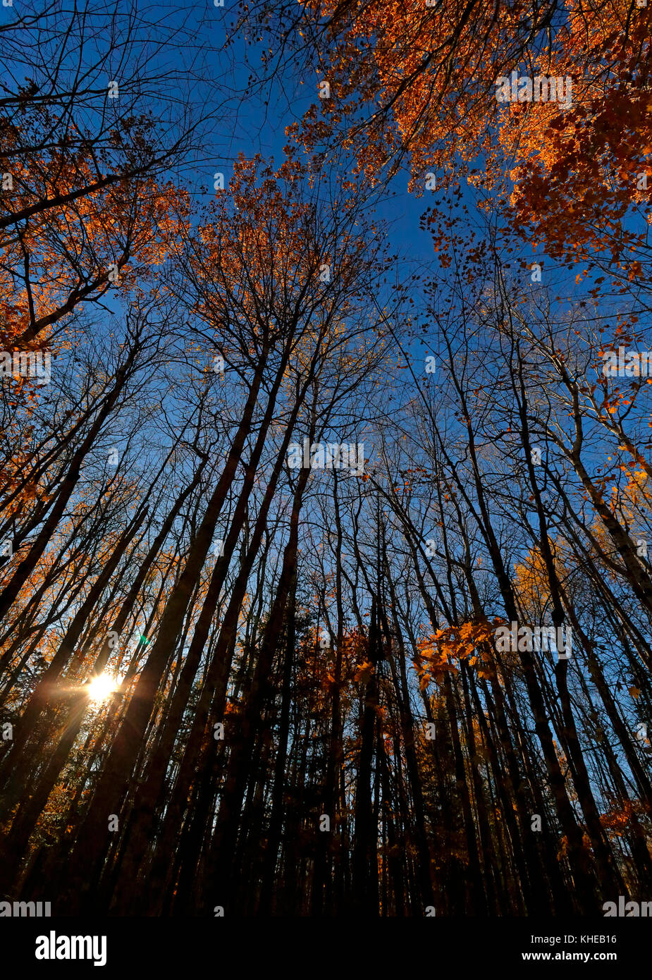 Late afternoon sun hits the tops of trees, accentuating the autumn