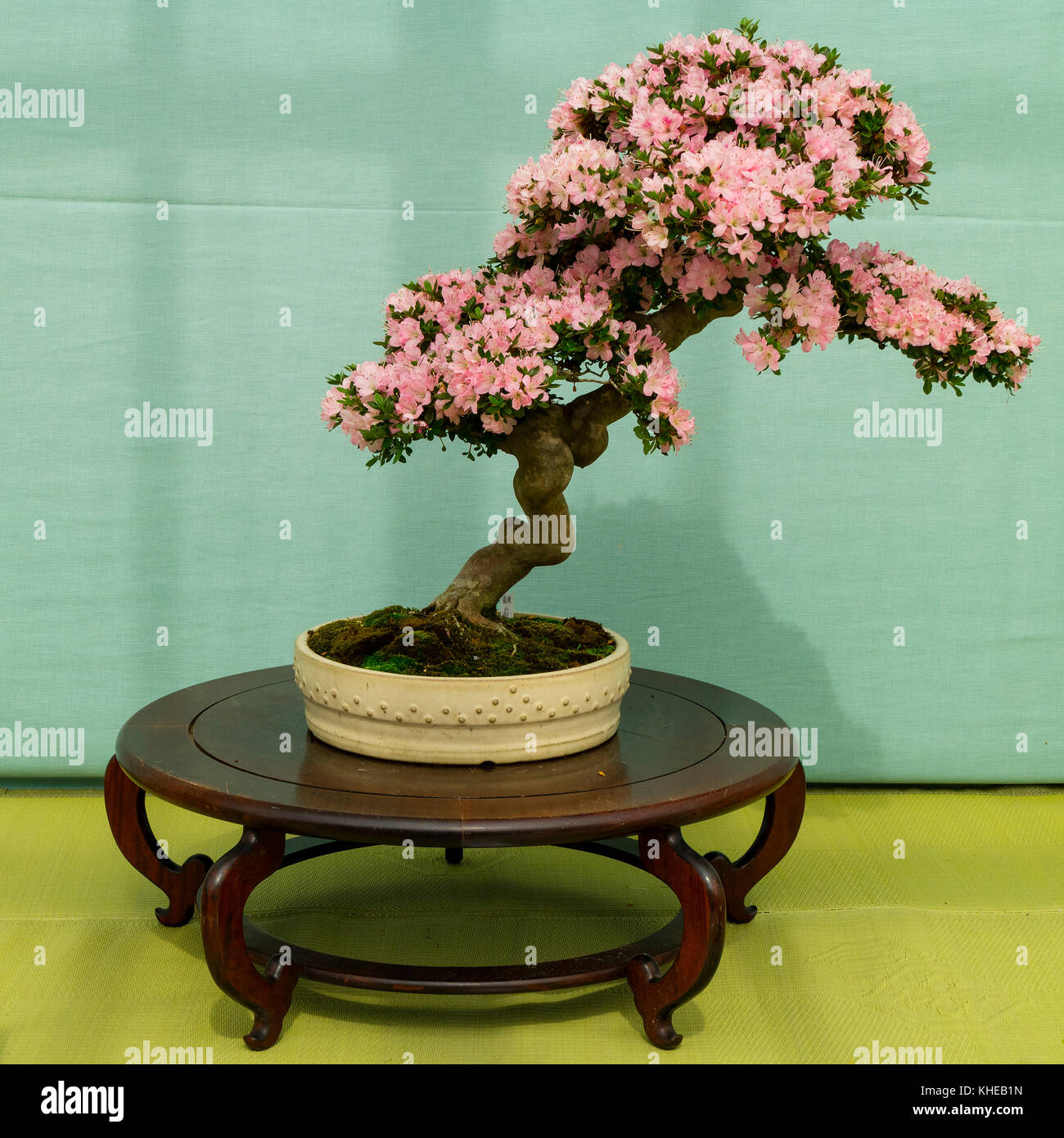 Kyoto, Japan - May 21, 2017: Pink flowering azalea bonsai tree in a pot at an exhibition in the Kyoto botanical garden Stock Photo