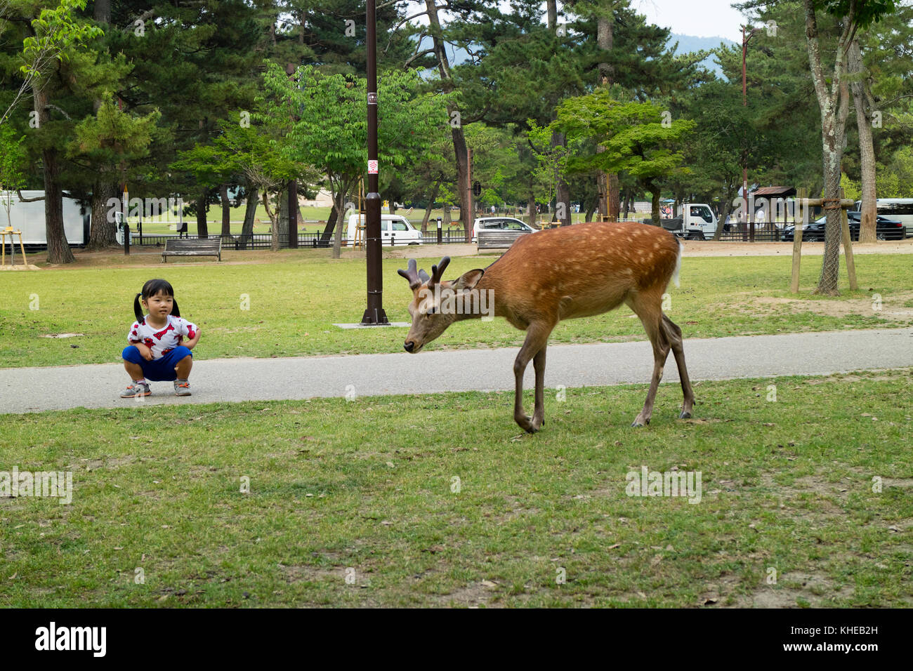 Nara - Japan, May 30, 2017: Litle girl is looking at a deer that wonders freely in the park at the Kasuga Taisha shrine Stock Photo