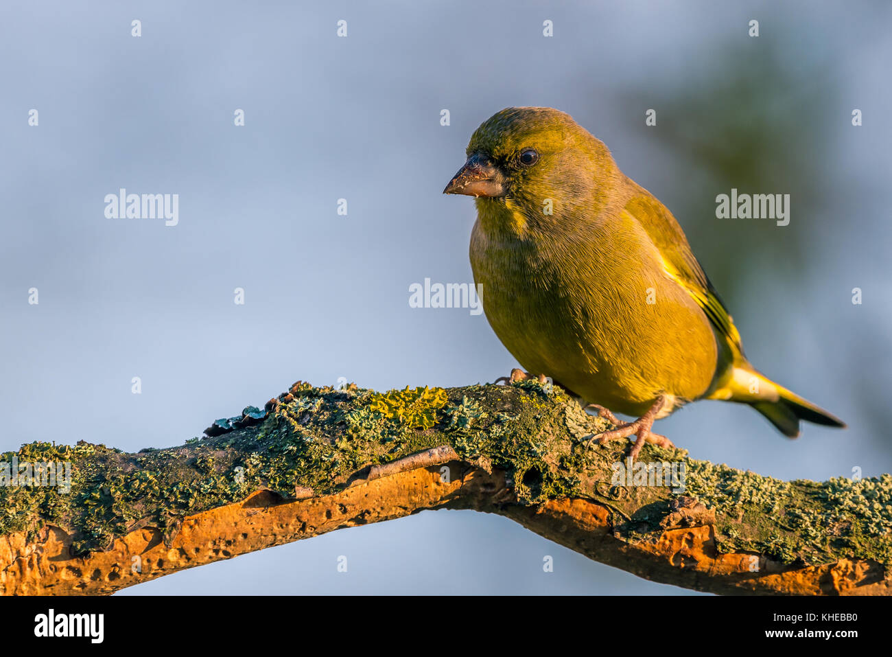 Horizontal photo of nice single greenfinch songbird. Bird is perched on worn twig partially covered by bark, moss and lichen. Background is blurred. B Stock Photo