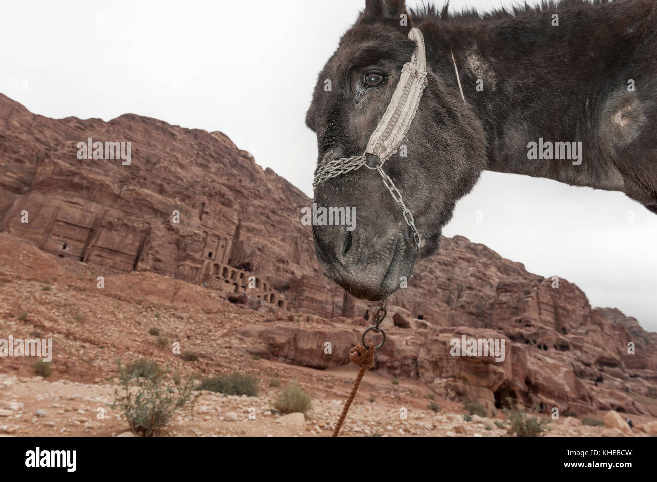 Animal welfare issue at Petra, Jordan, Middle East Stock Photo