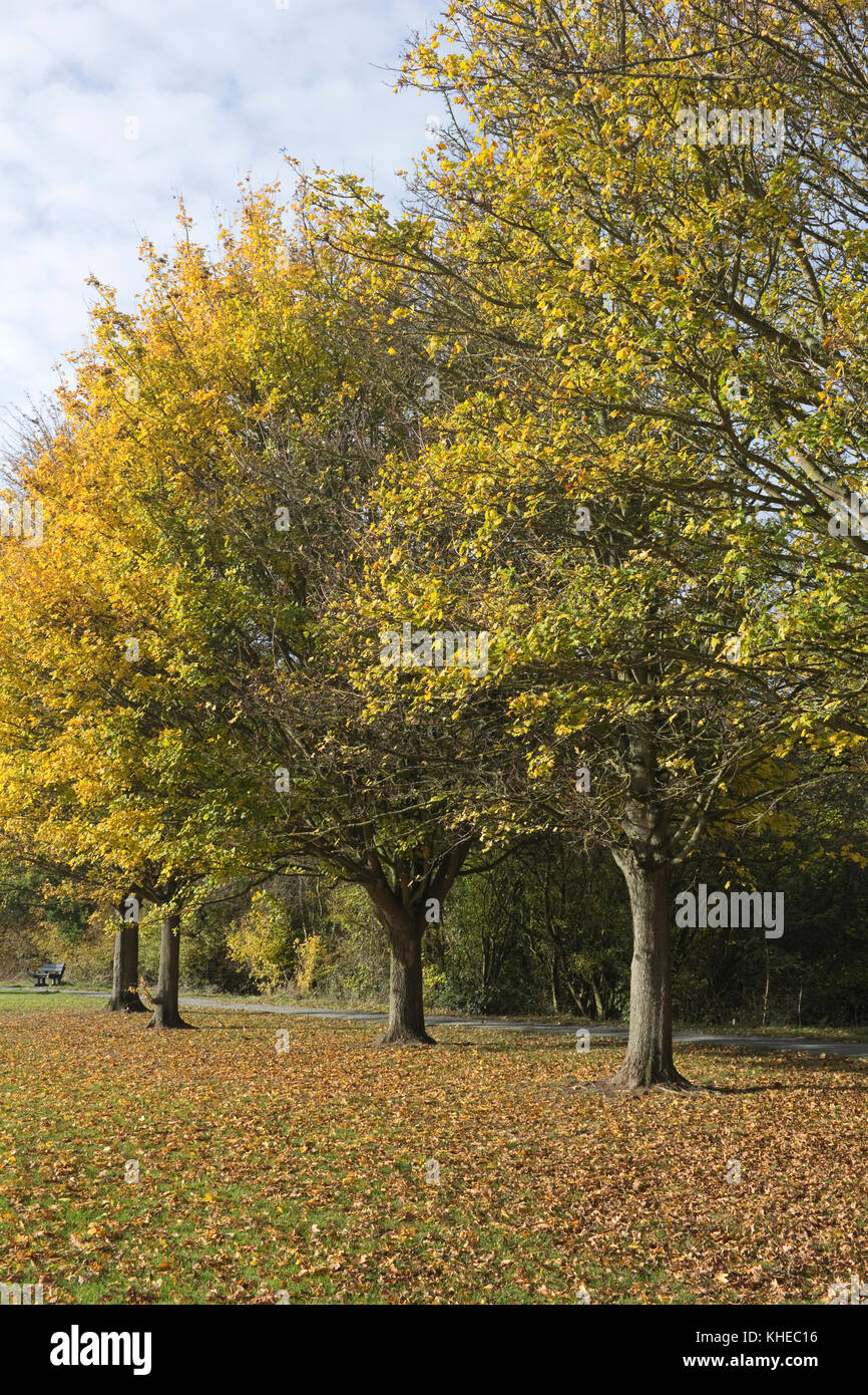 Colourful autumn trees in Wickford Memorial Park, Essex, England Stock