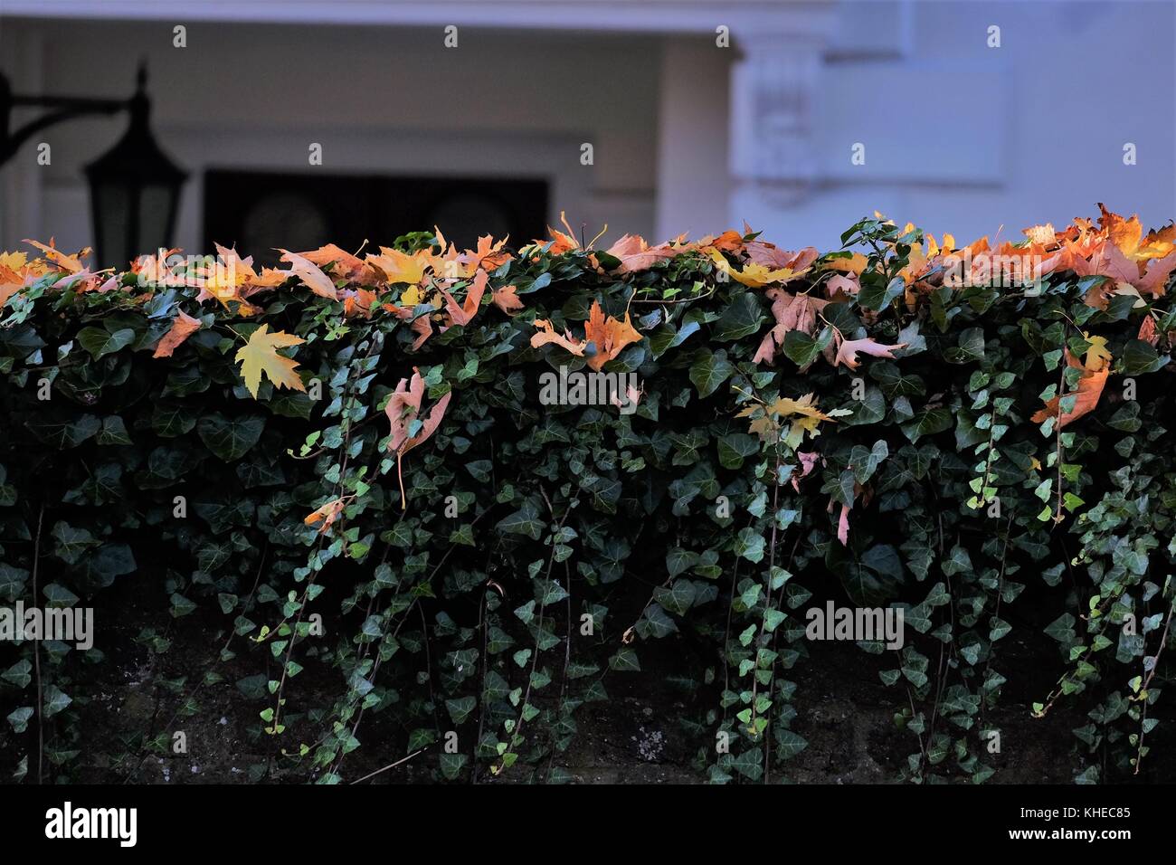 ivy covering wall Stock Photo Alamy