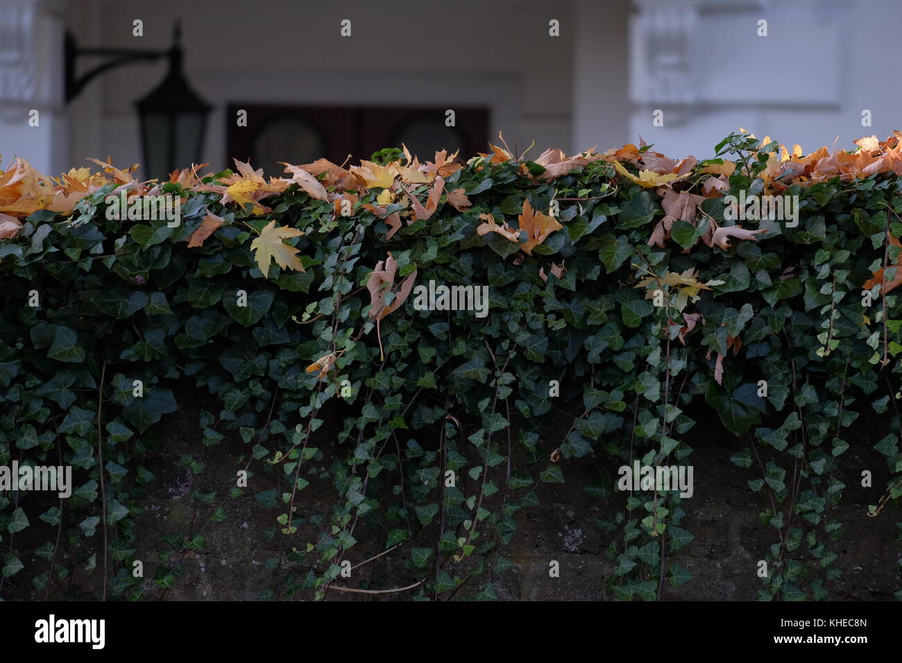 ivy covering wall Stock Photo Alamy