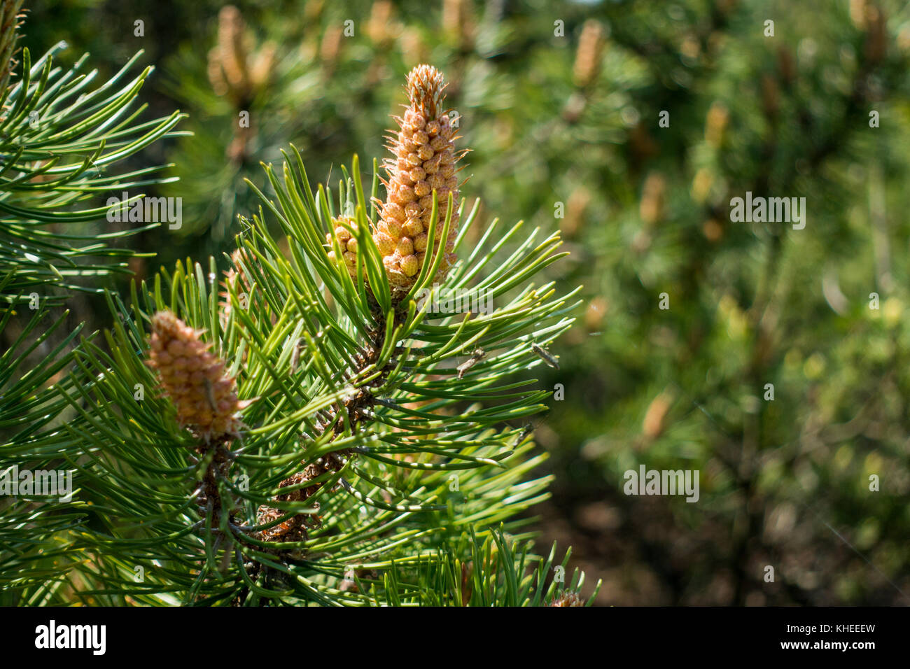 Small cones on young fir Stock Photo Alamy