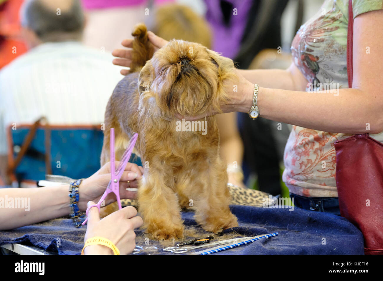 Groomer prepares the dog to the show Stock Photo
