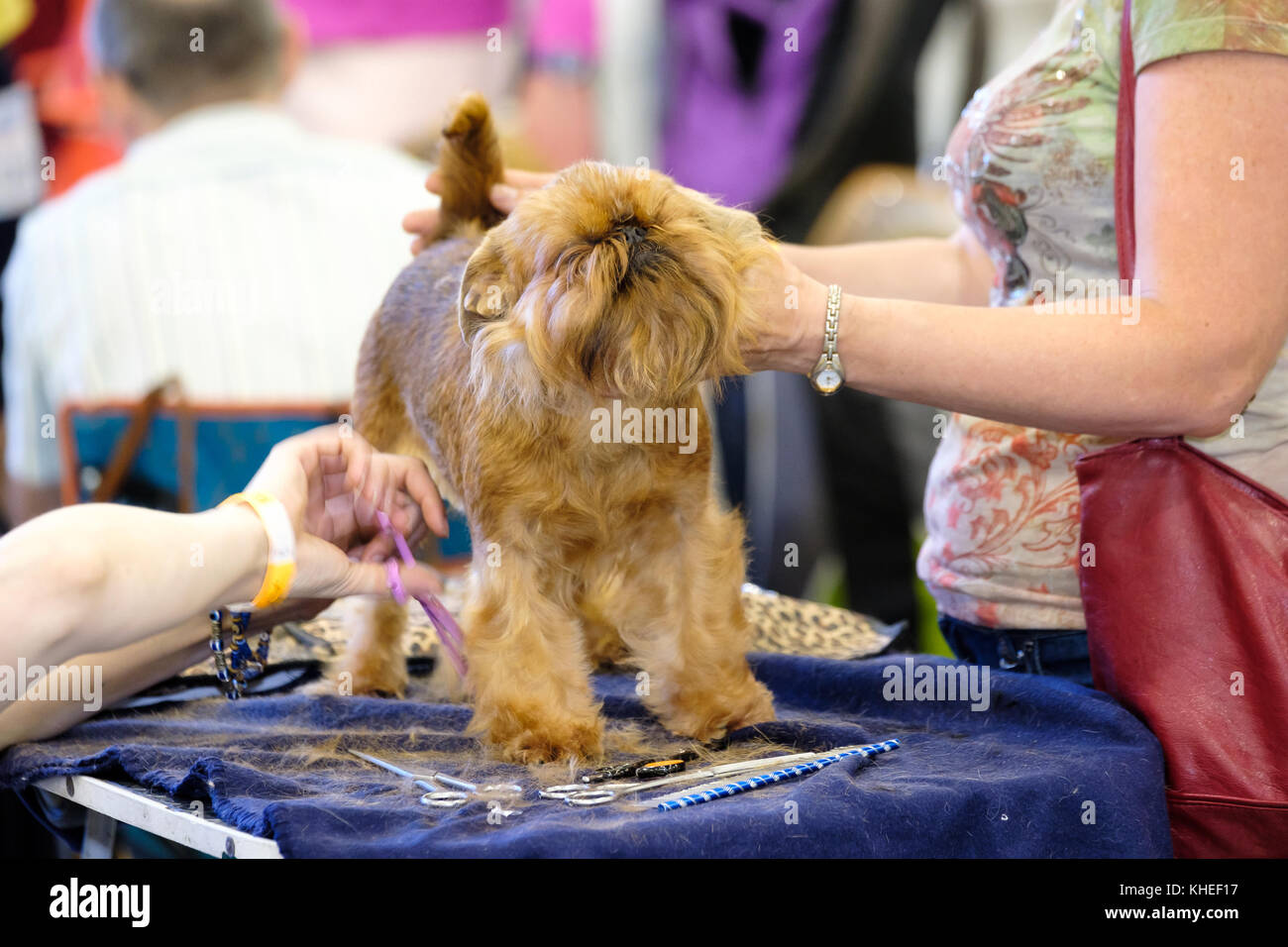 Groomer prepares the dog to the show Stock Photo