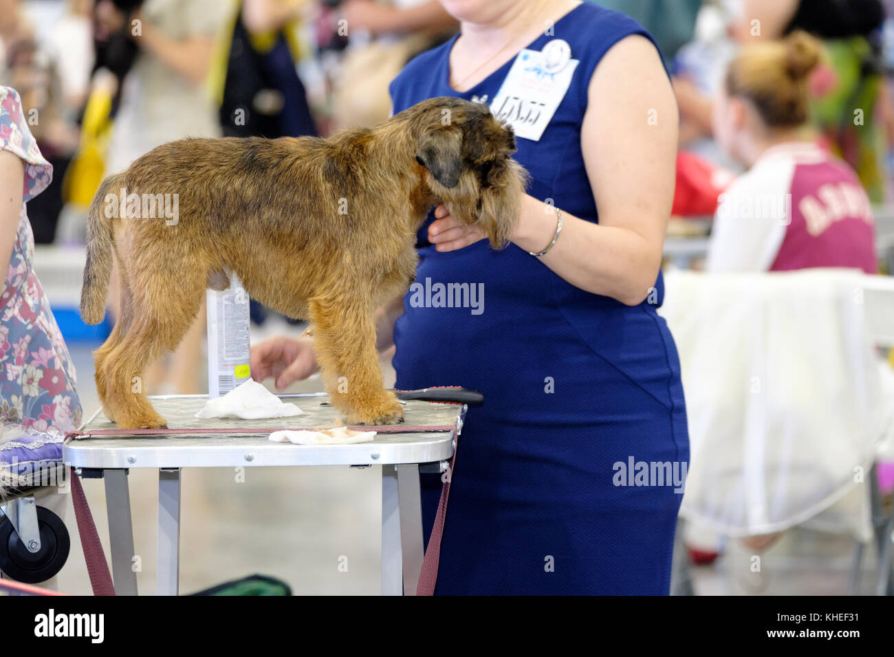 Groomer prepares dog to the show Stock Photo