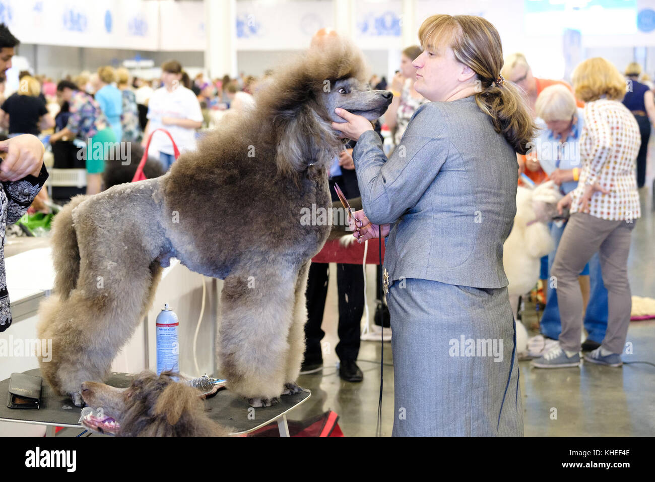 Groomer prepares dog to the show Stock Photo