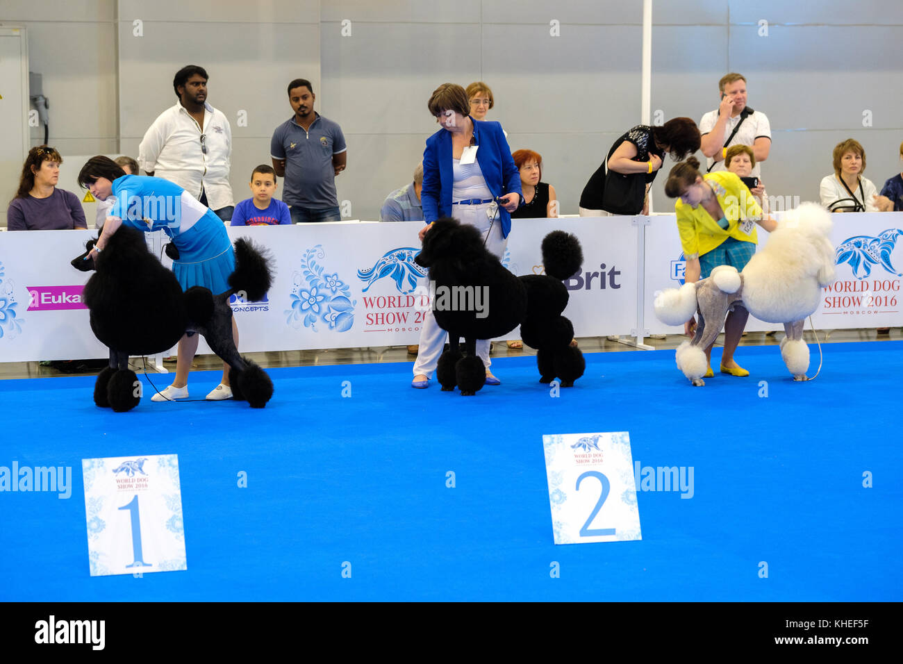 Participants in the ring on the World Dog Show Stock Photo