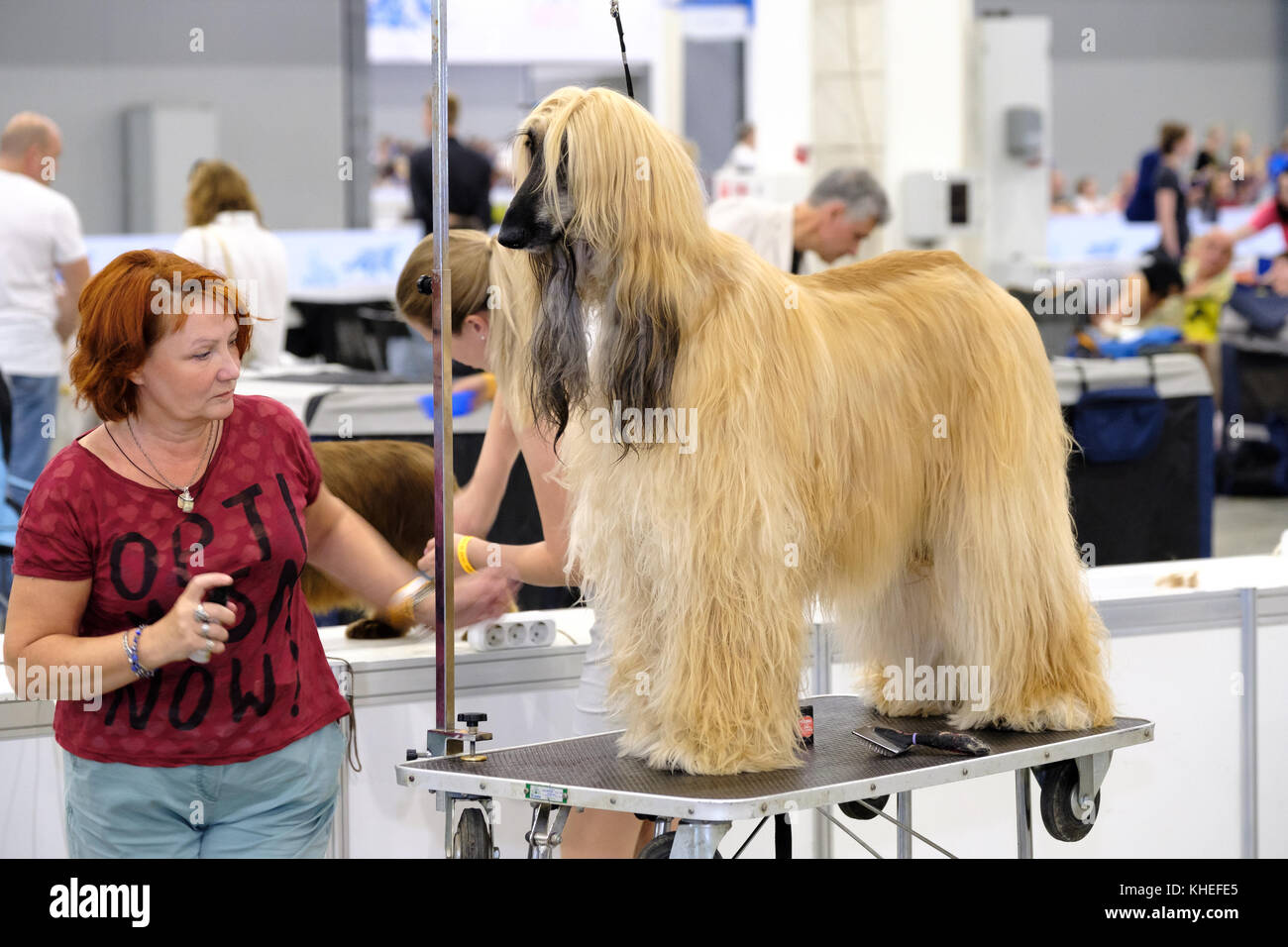 Groomer prepares dog to the show Stock Photo