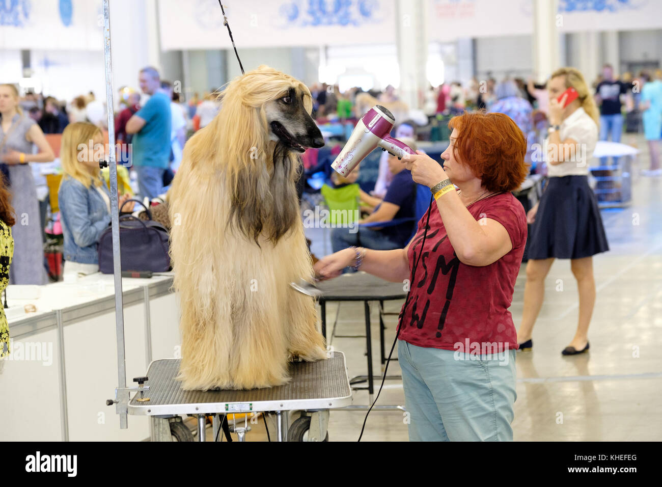 Groomer prepares dog to the show Stock Photo