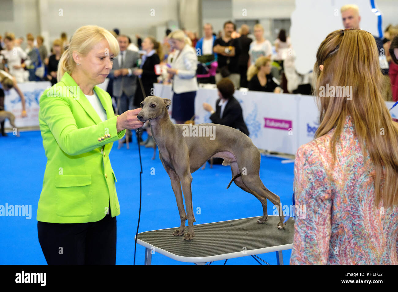 Judge examining dog on the World Dog Show Stock Photo Alamy