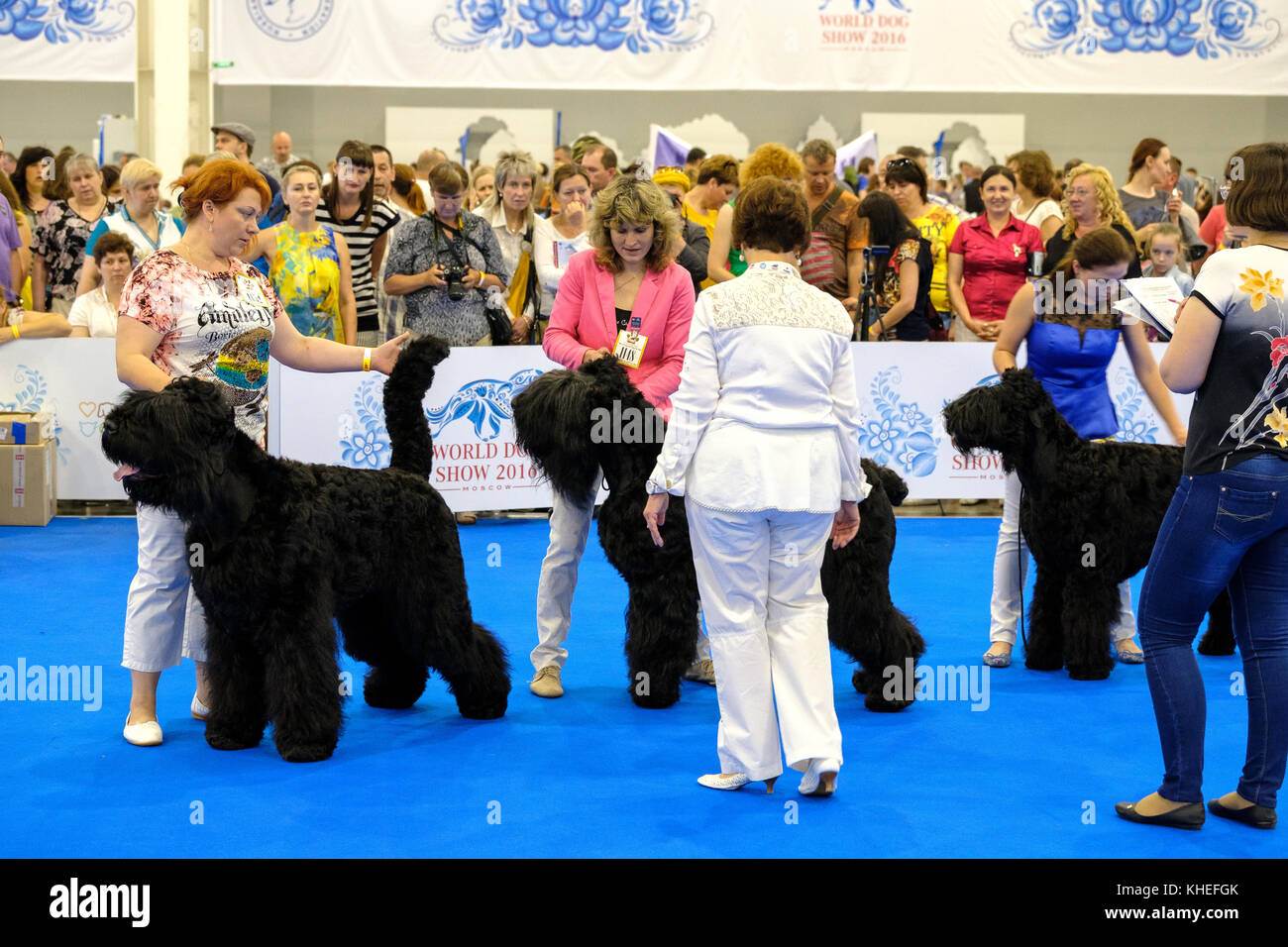 Judge examining dog on the World Dog Show Stock Photo Alamy