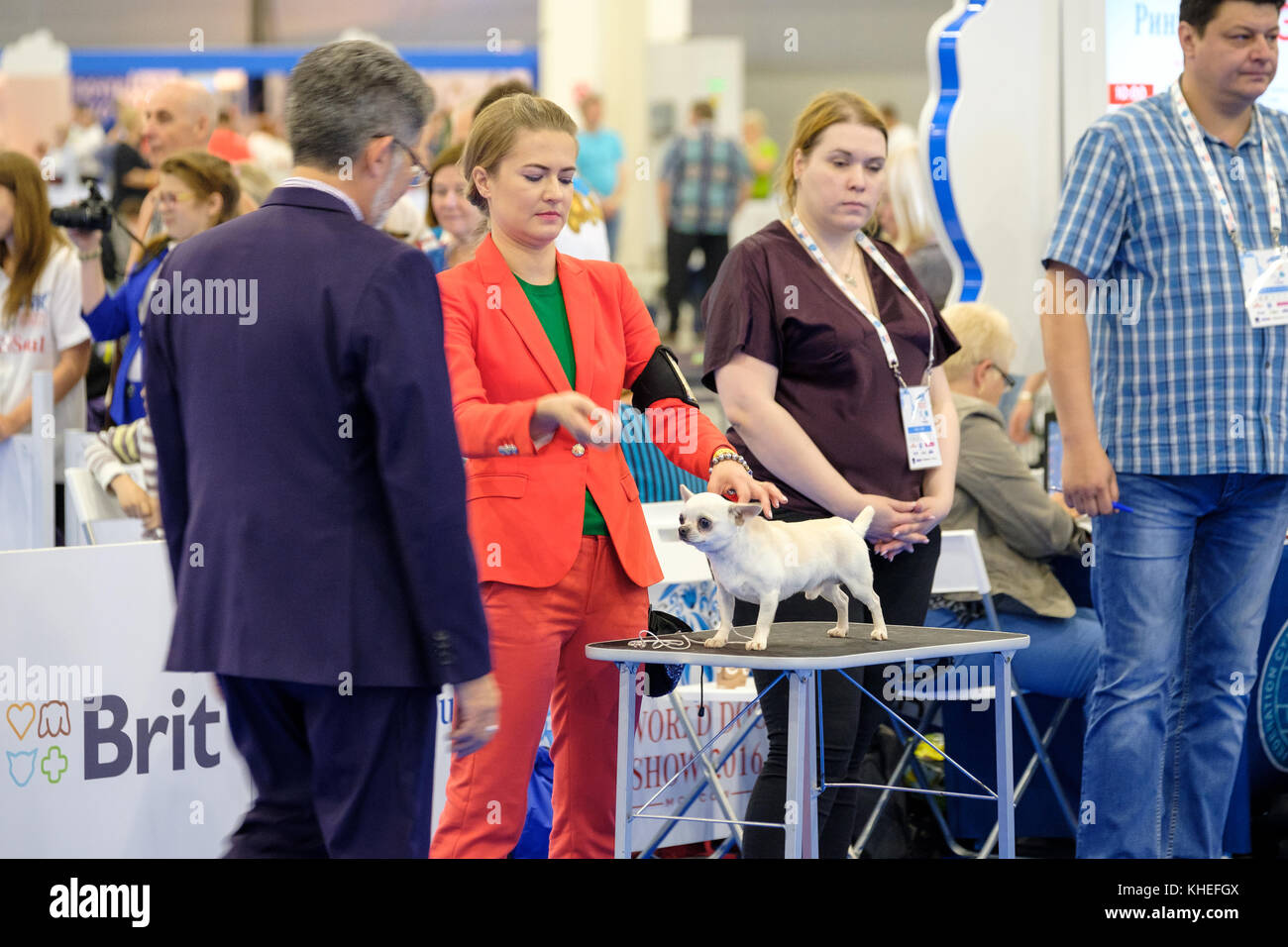 Judge examining dog on the World Dog Show Stock Photo Alamy
