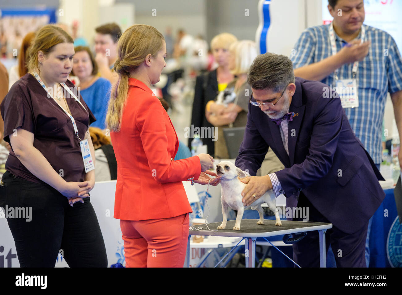 Judge examining dog on the World Dog Show Stock Photo Alamy