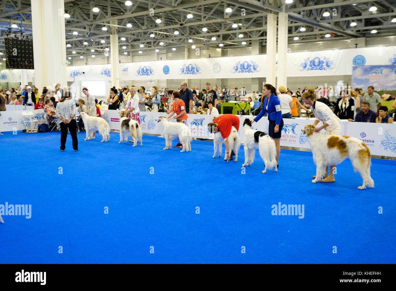 Judge examining dog on the World Dog Show Stock Photo Alamy