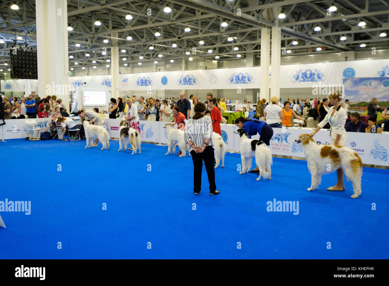 Judge examining dog on the World Dog Show Stock Photo Alamy