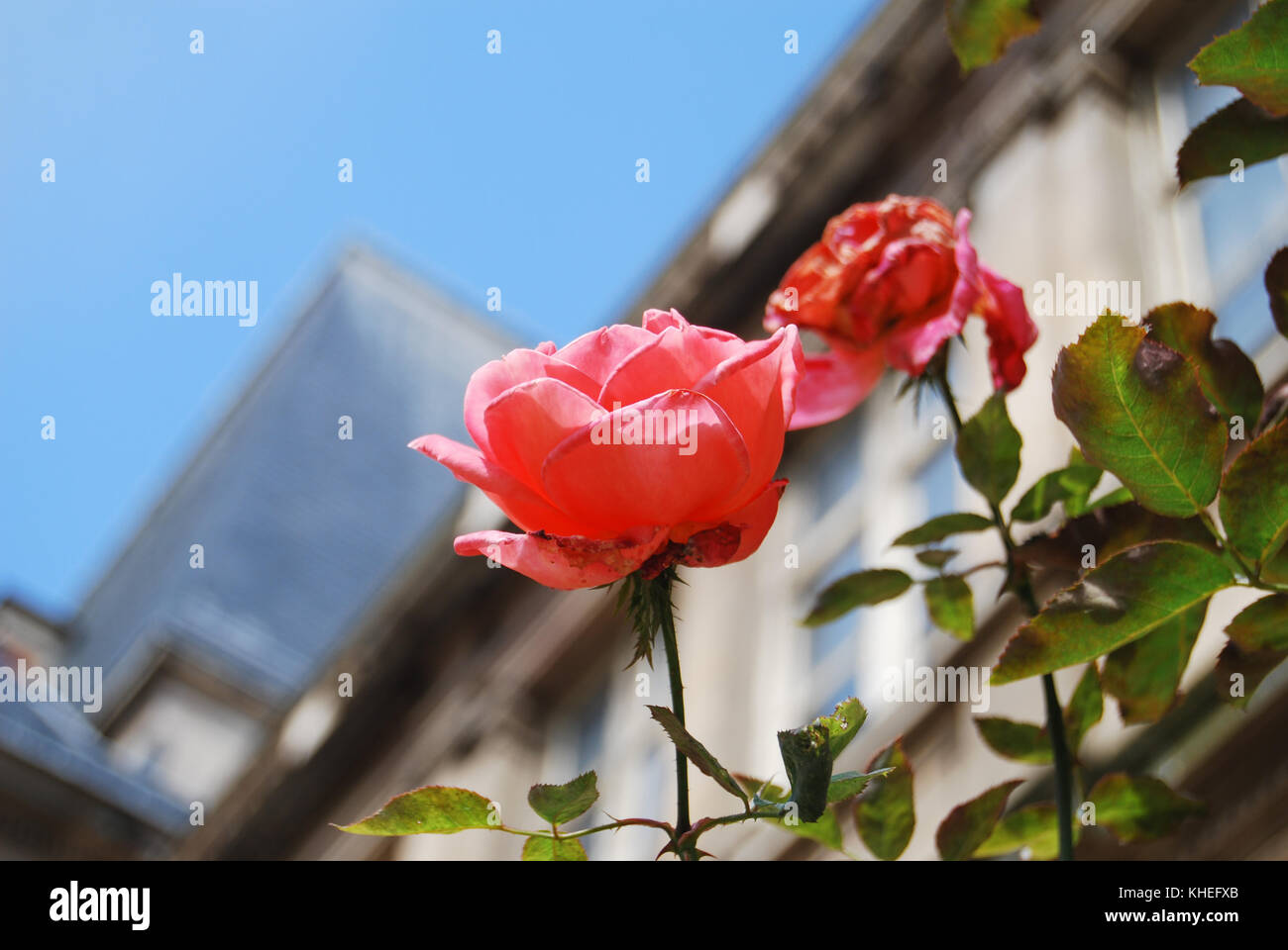 Rose red city hi-res stock photography and images - Alamy