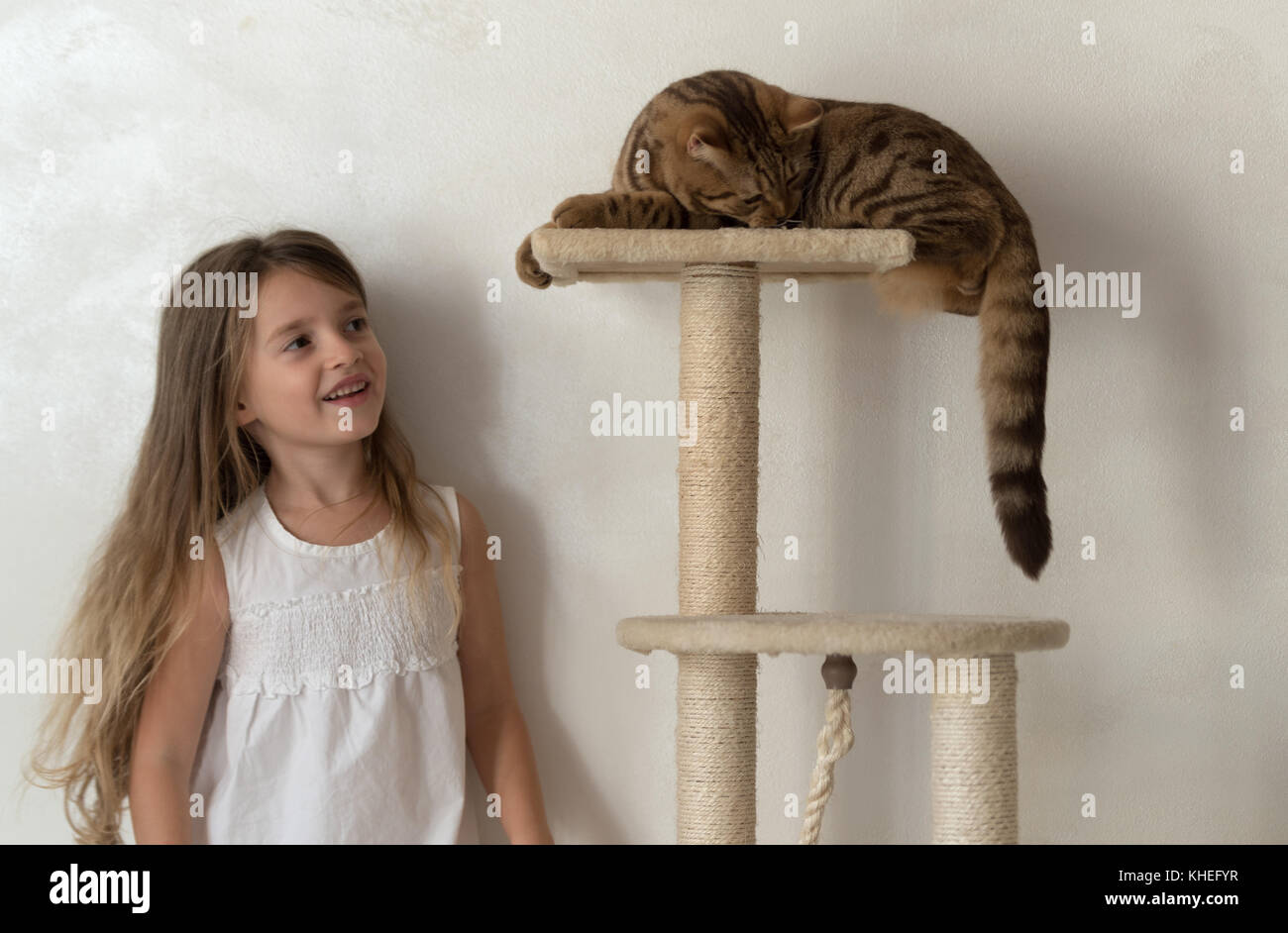 Cat playing on claw sharpener Stock Photo Alamy