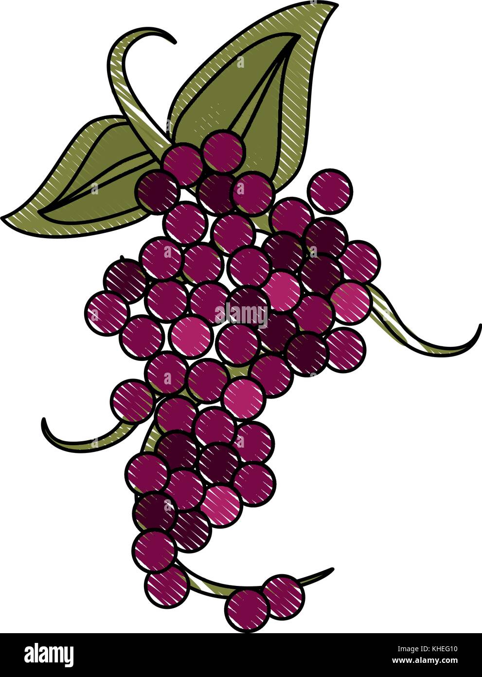 Delicious grapes fruit Stock Vector Image & Art Alamy