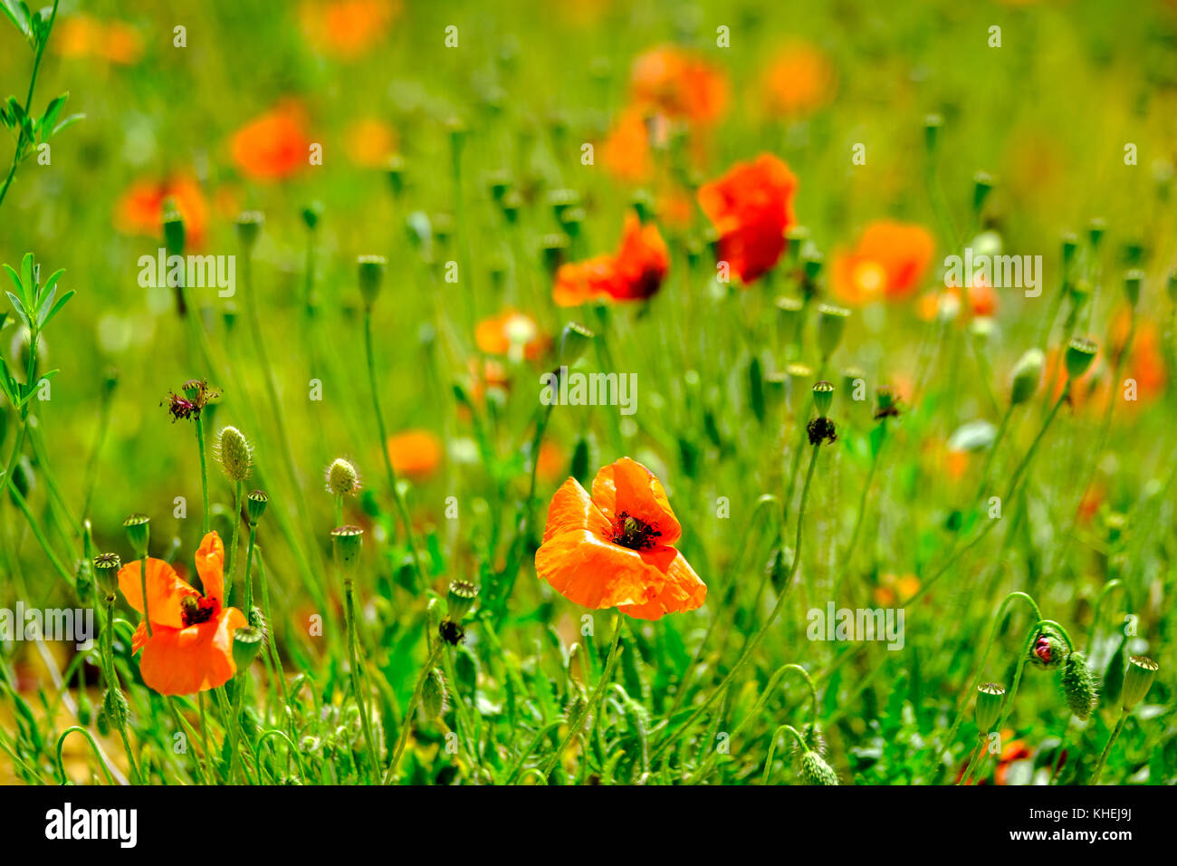 Poppies on summer meadow hi-res stock photography and images - Alamy