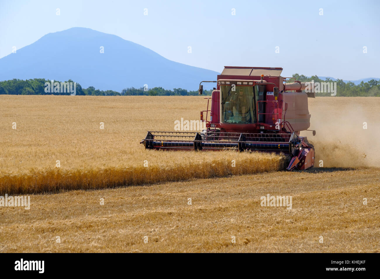 Harvester gathers the wheat crop Stock Photo