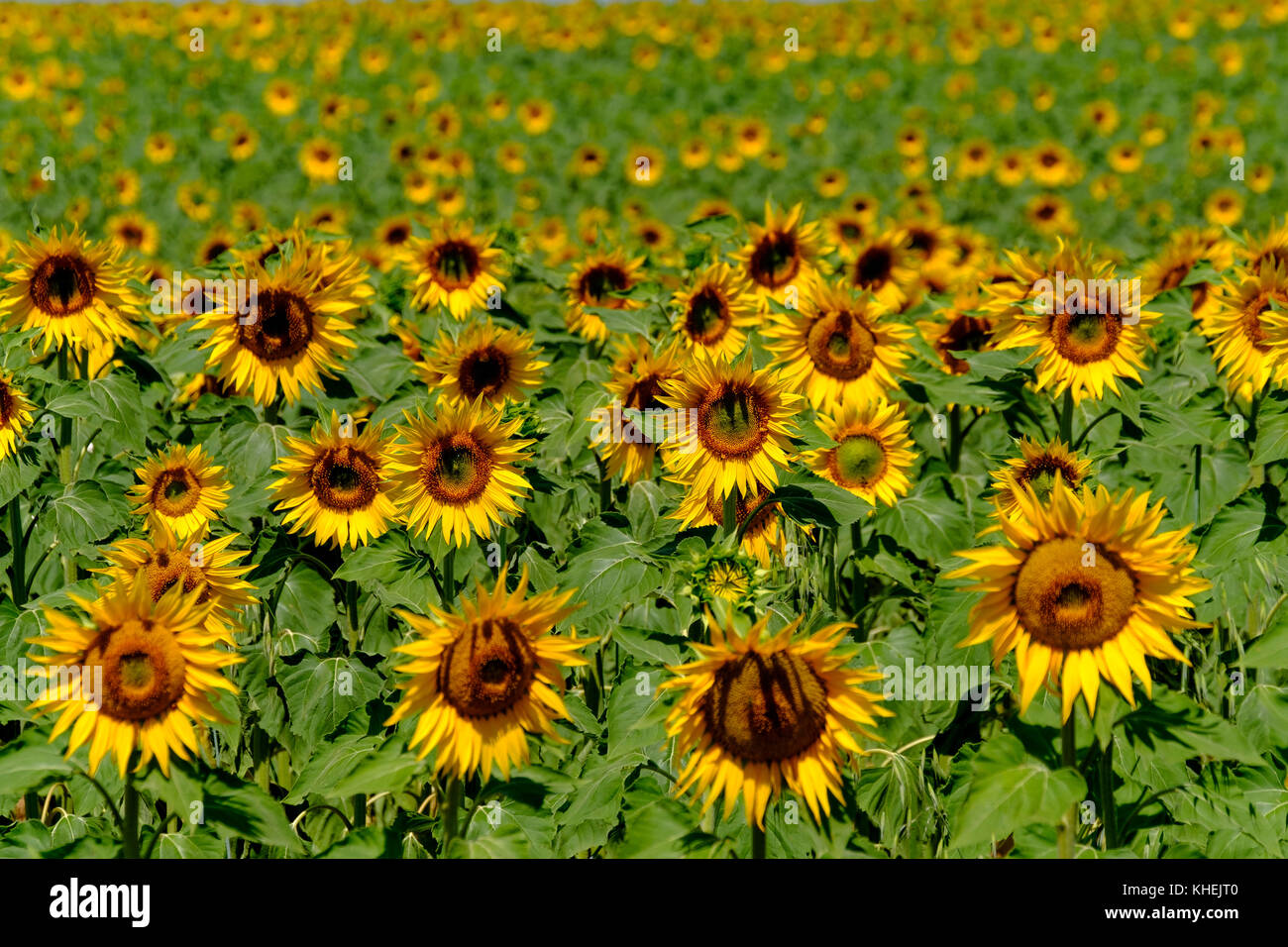 Field of ripe blooming sunflowers Stock Photo - Alamy