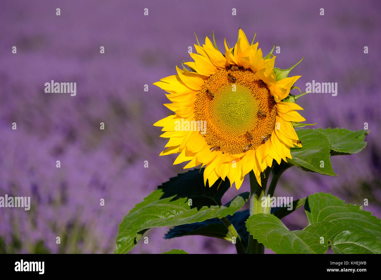 Bees pollinate sunflowers in a lavender field Stock Photo Alamy