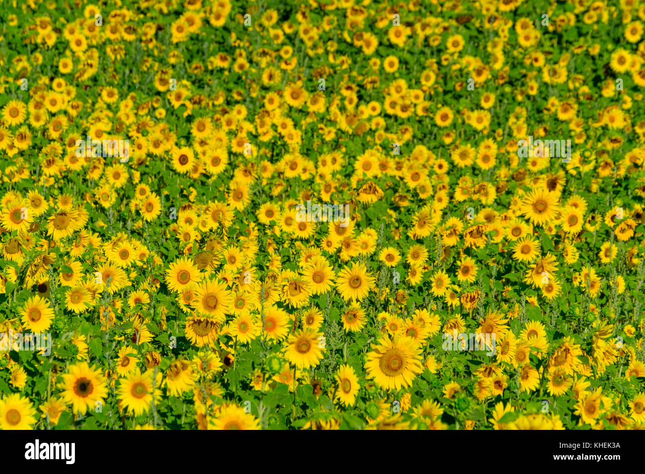 Field of ripe blooming sunflowers Stock Photo - Alamy