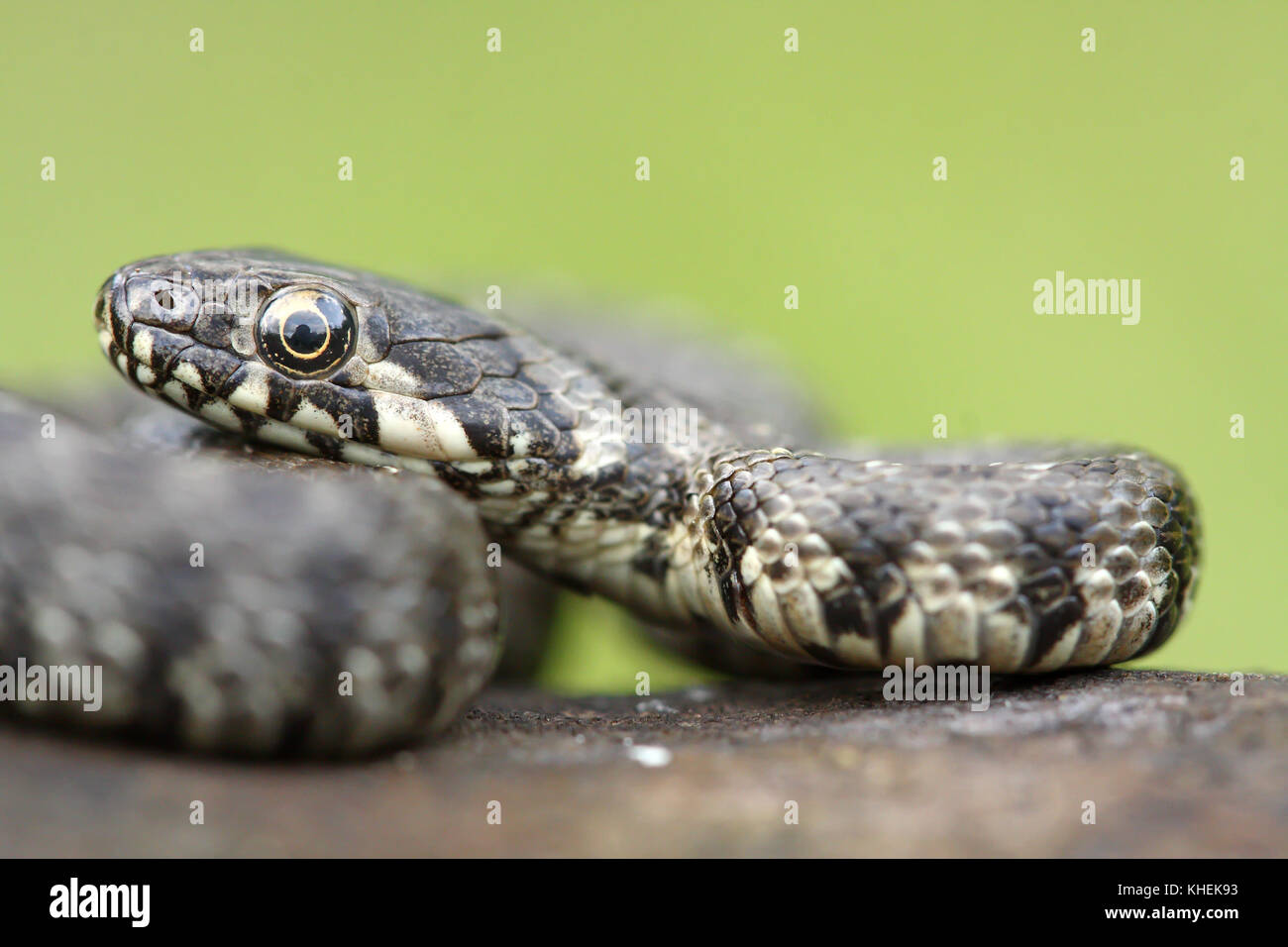 Viperine snake (Natrix maura) Stock Photo