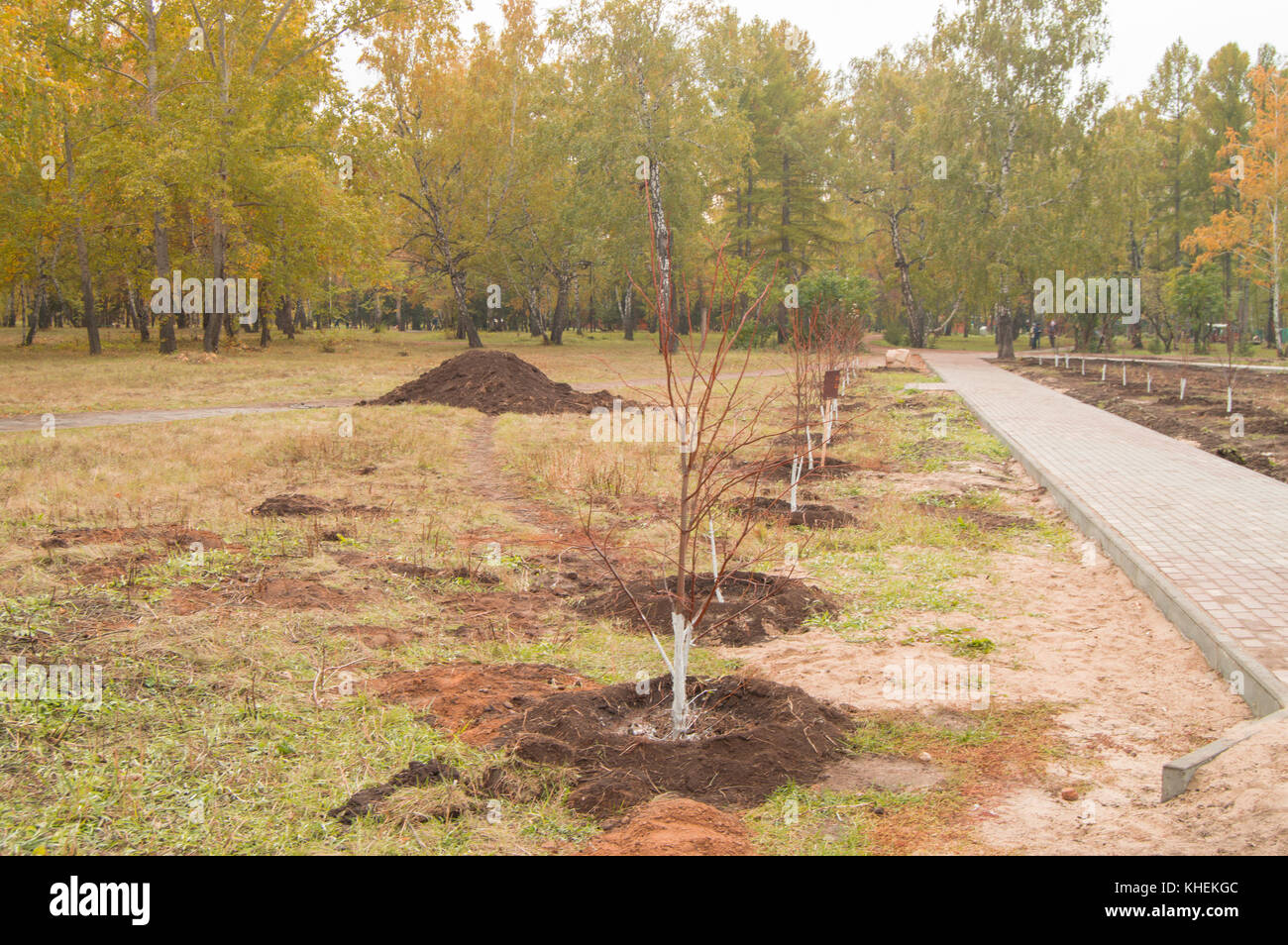 Youth planted new trees hires stock photography and images Alamy