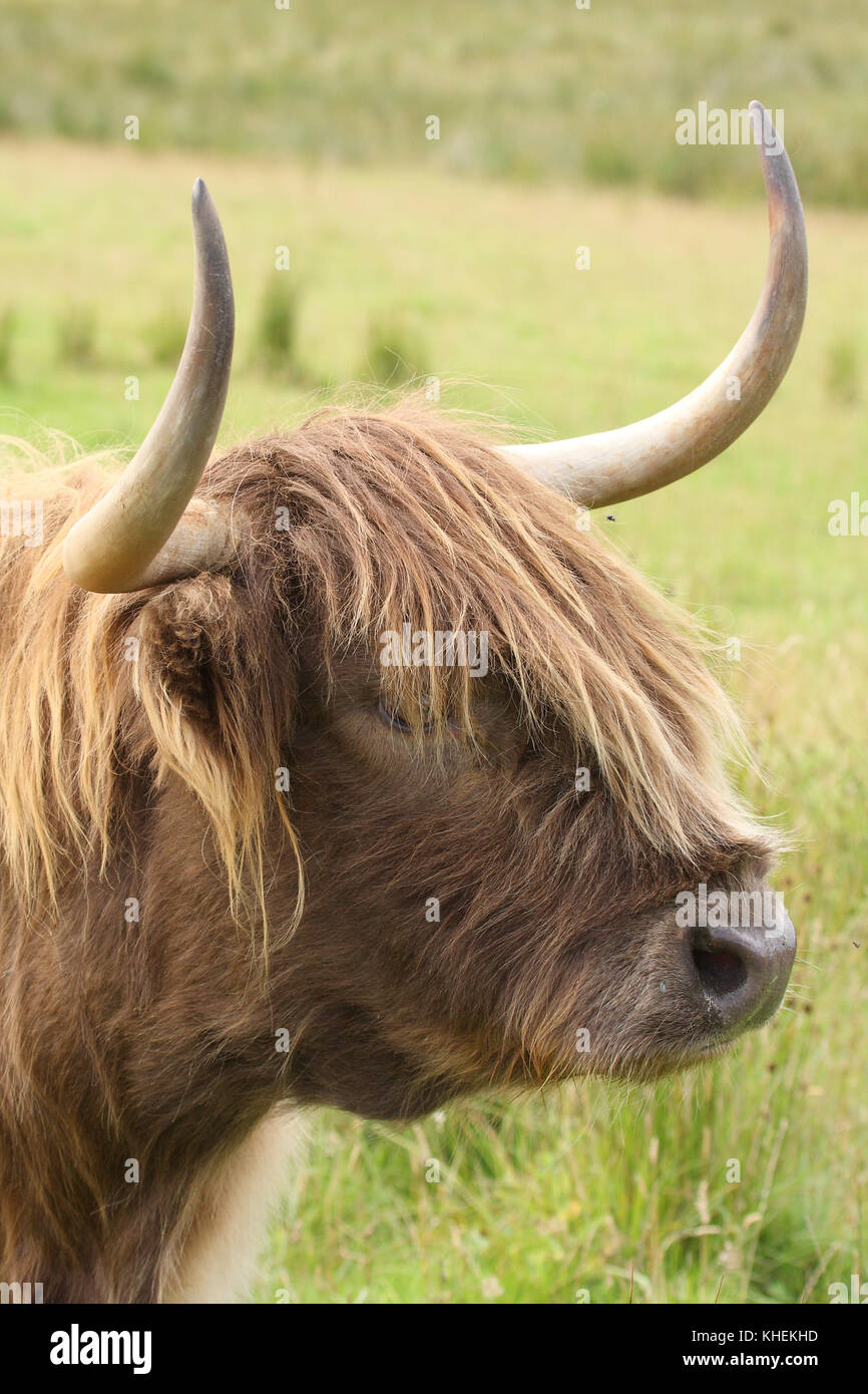 Highland cow (Heilan coo) head, Scotland. UK. Stock Photo