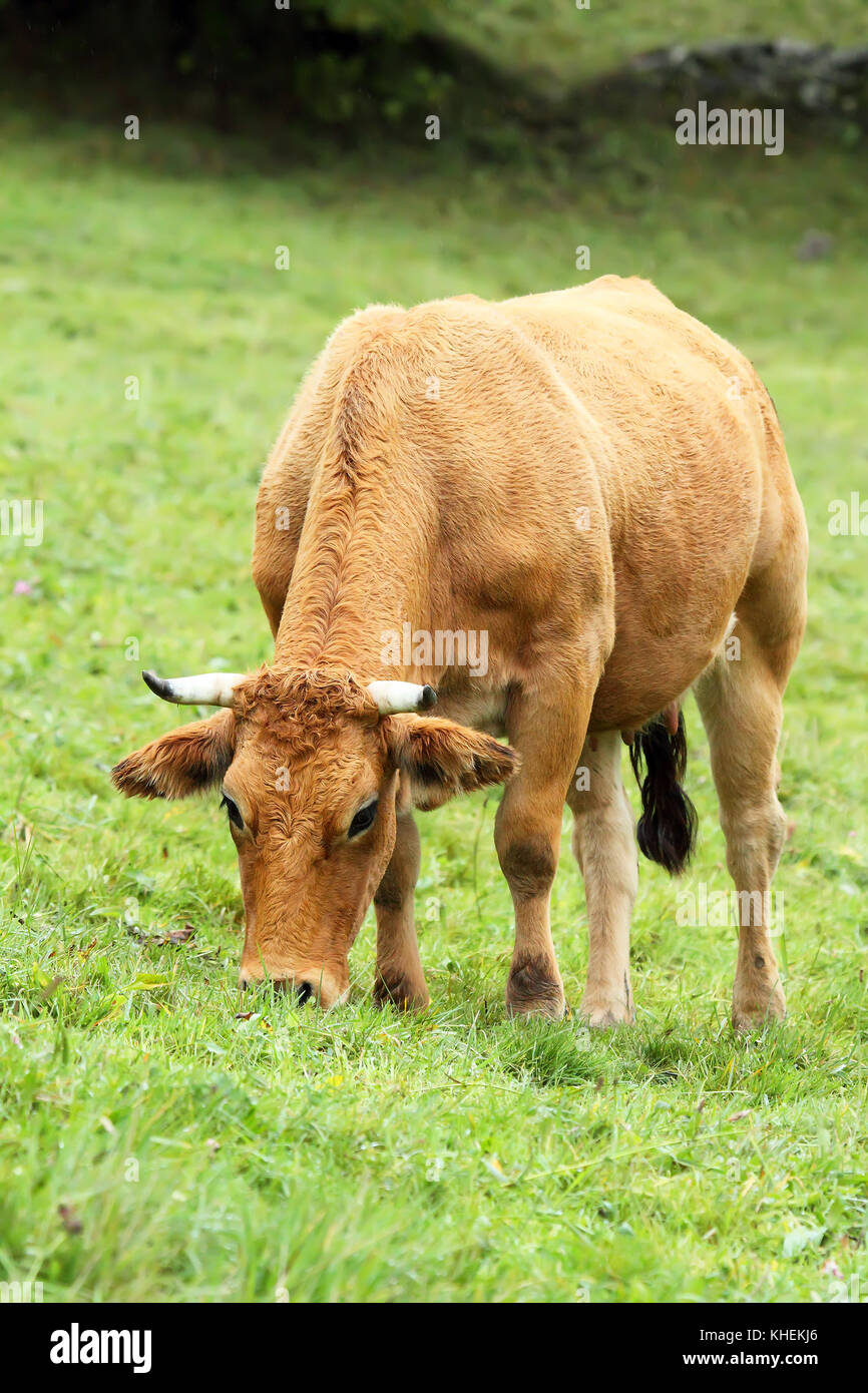 Beef cow grazing hi-res stock photography and images - Alamy