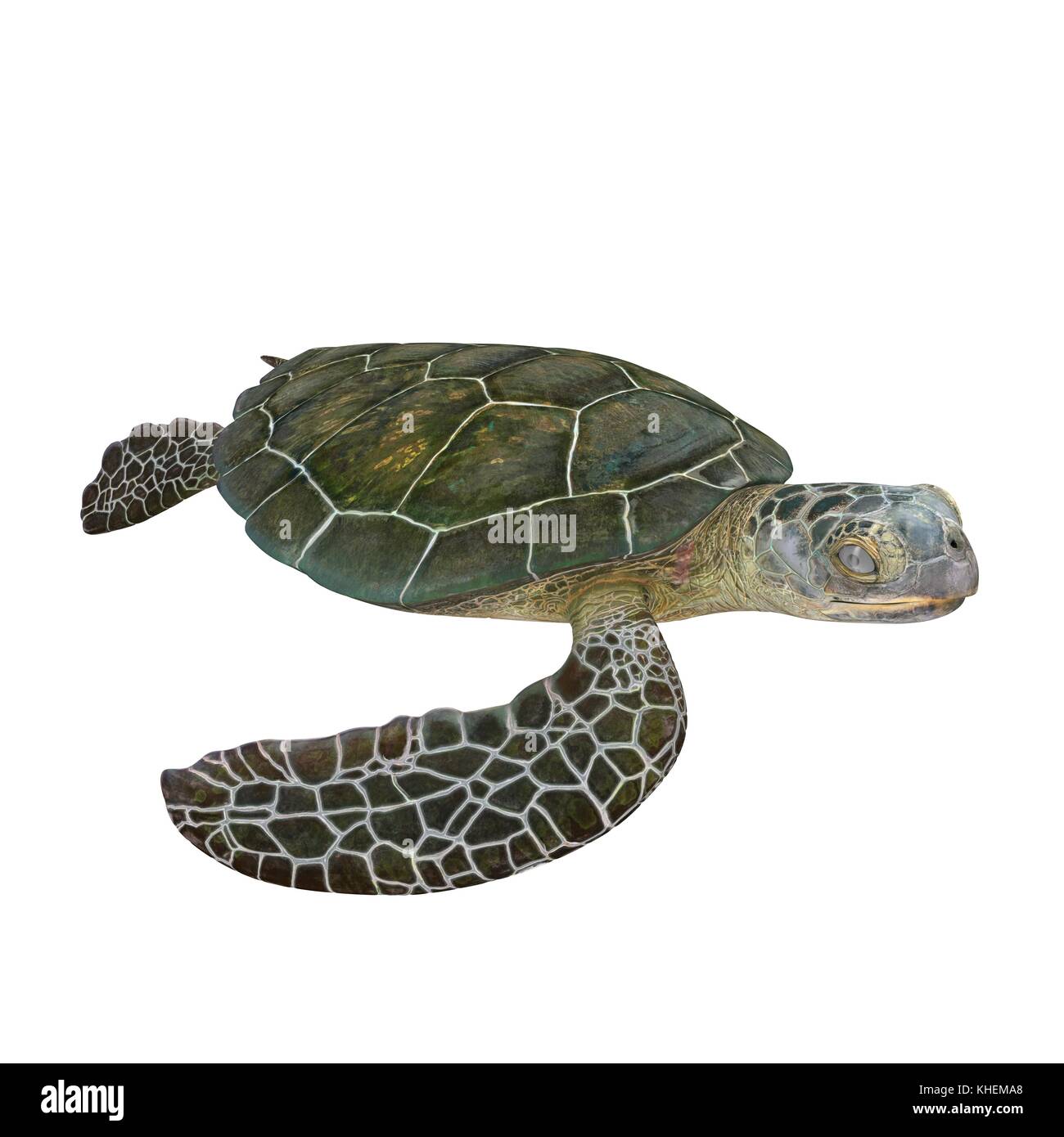 Green sea turtle isolated on a white 3D Illustration Stock Photo - Alamy