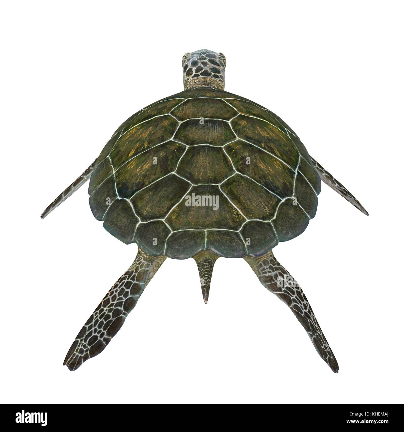 Green sea turtle isolated on a white 3D Illustration Stock Photo - Alamy