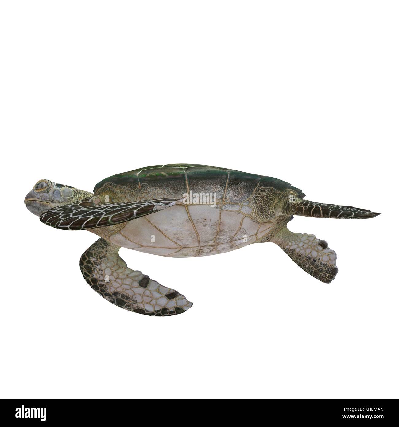 Green sea turtle isolated on a white 3D Illustration Stock Photo - Alamy