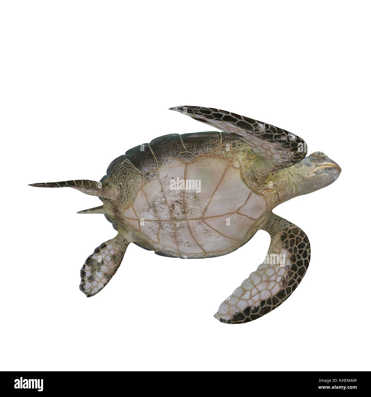 Green sea turtle isolated on a white 3D Illustration Stock Photo - Alamy