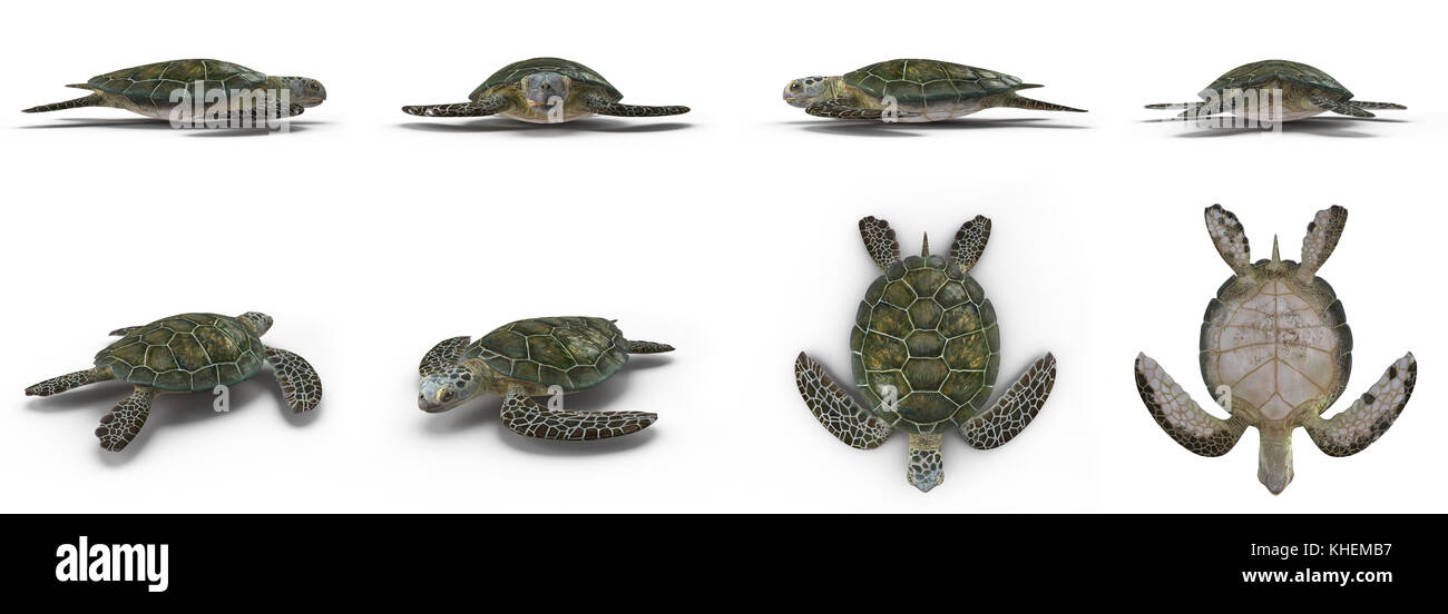 Green sea turtle angles isolated on a white 3D Illustration Stock Photo ...