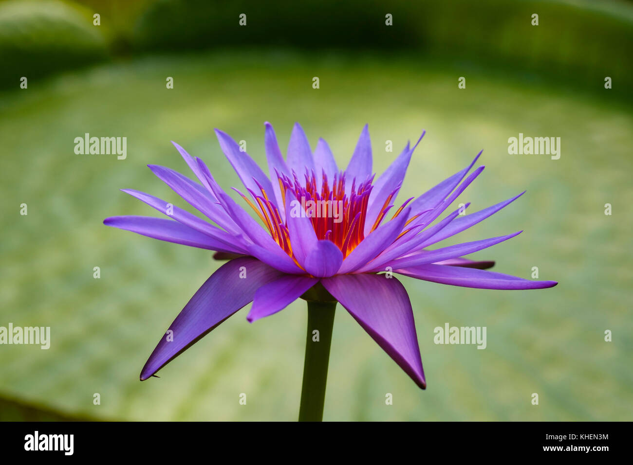 Flower of a water lily (Nymhaea Hybrid August Koch), Stock Photo