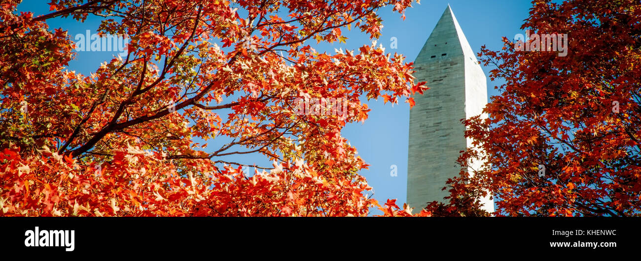 The trees of autumn in Washington DC with the Washington Monument in the background. Stock Photo