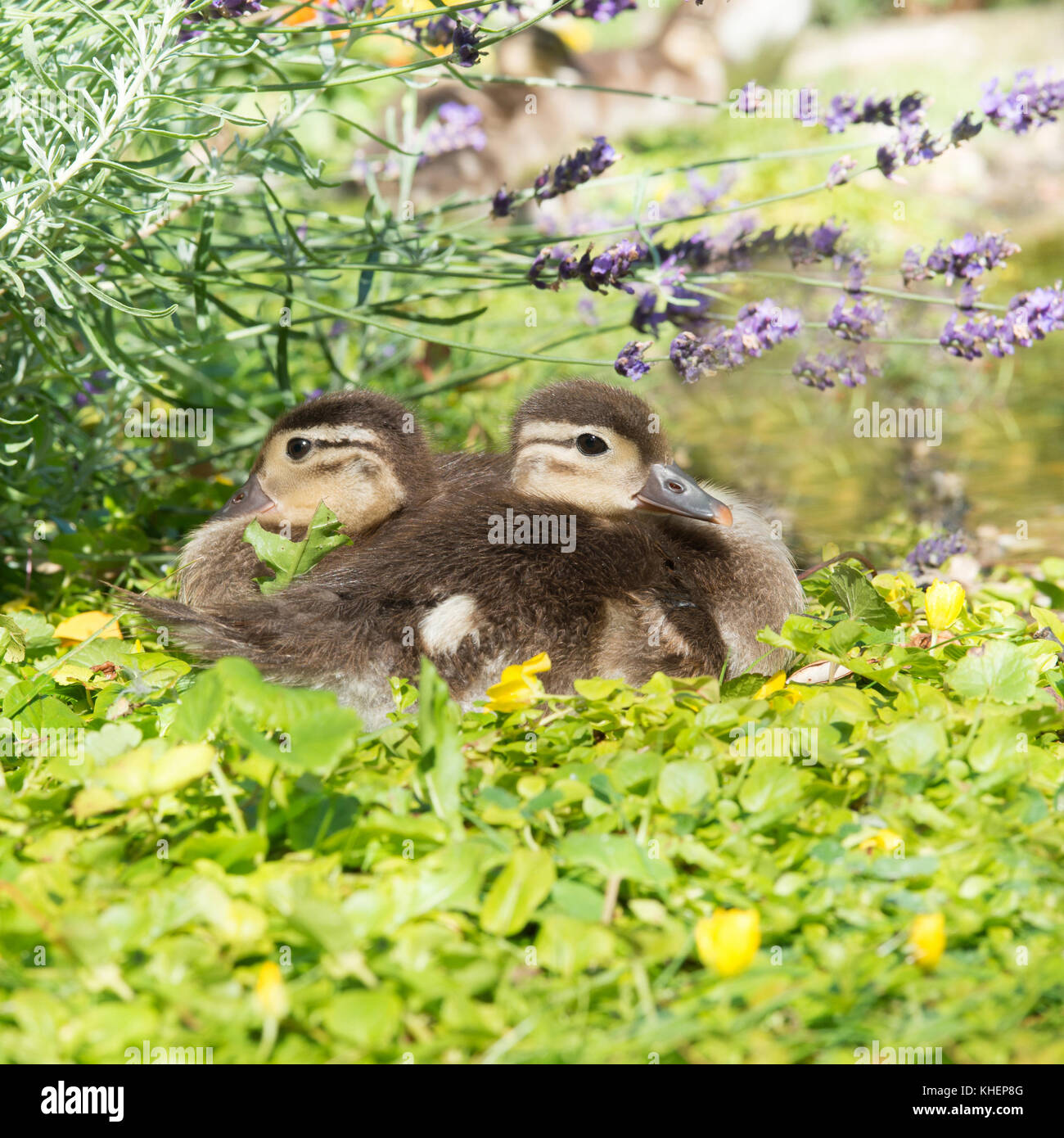 Two chicks of the Mandarin duck (Aix galericulata) rest on the shore in the green, Sachsen-Anhalt, Germany Stock Photo