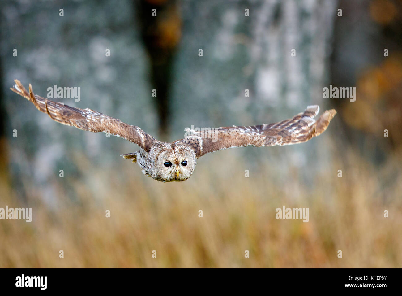 Tawny owl (Strix aluco) in flight, aerial photograph, Hesse, Germany Stock Photo
