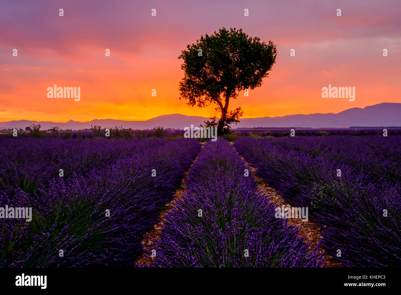 Tree in lavender field at sunset Stock Photo - Alamy