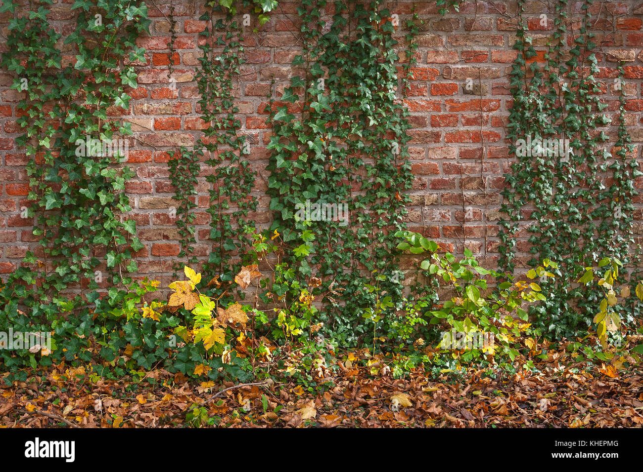 Brick wall overgrown with Common ivies (Hedera helix), Bavaria, Germany Stock Photo