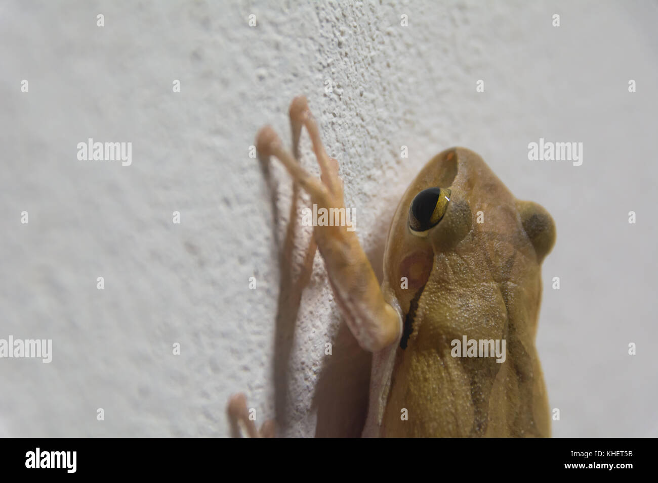 black eyed brown frog on the wall and looking for something. Stock Photo