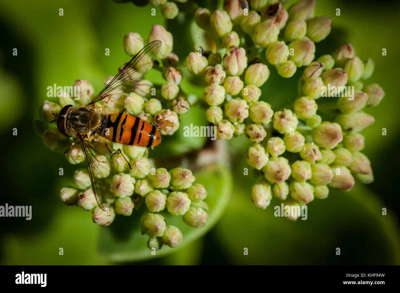Hoverfly on a Sedum Plant Stock Photo